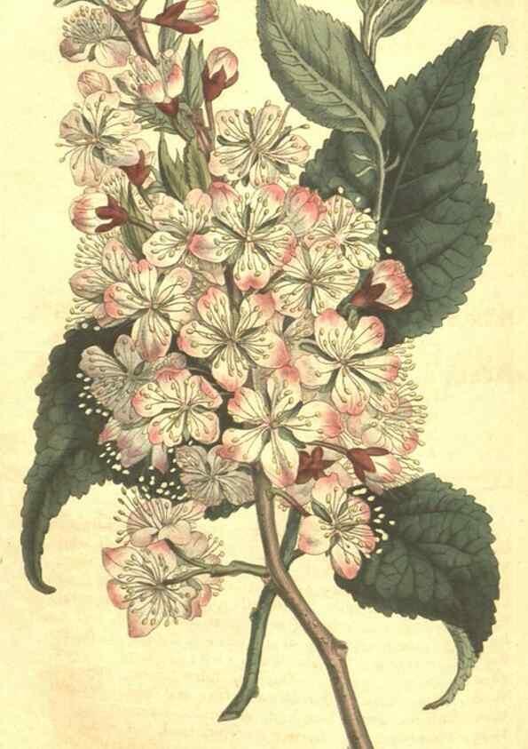 Reproducción/Reproduction 35004520282: Curtis's botanical magazine.. London ; New York [etc.] :Academic Press [etc.]