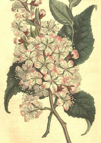 Reproducción/Reproduction 35004520282: Curtis's botanical magazine.. London ; New York [etc.] :Academic Press [etc.]