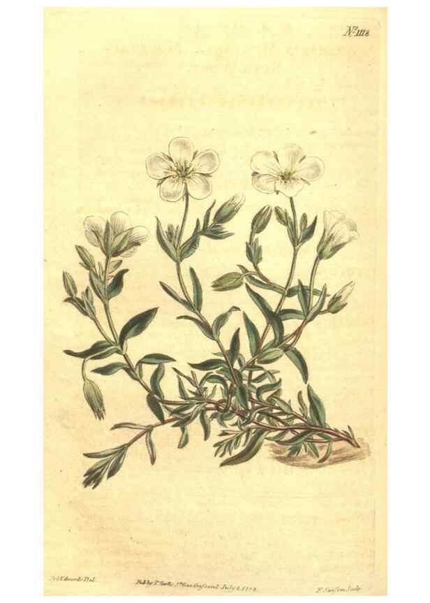 Reproducción/Reproduction 34782938280: Curtis's botanical magazine.. London ; New York [etc.] :Academic Press [etc.]