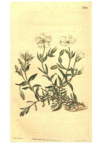 Reproducción/Reproduction 34782938280: Curtis's botanical magazine.. London ; New York [etc.] :Academic Press [etc.]