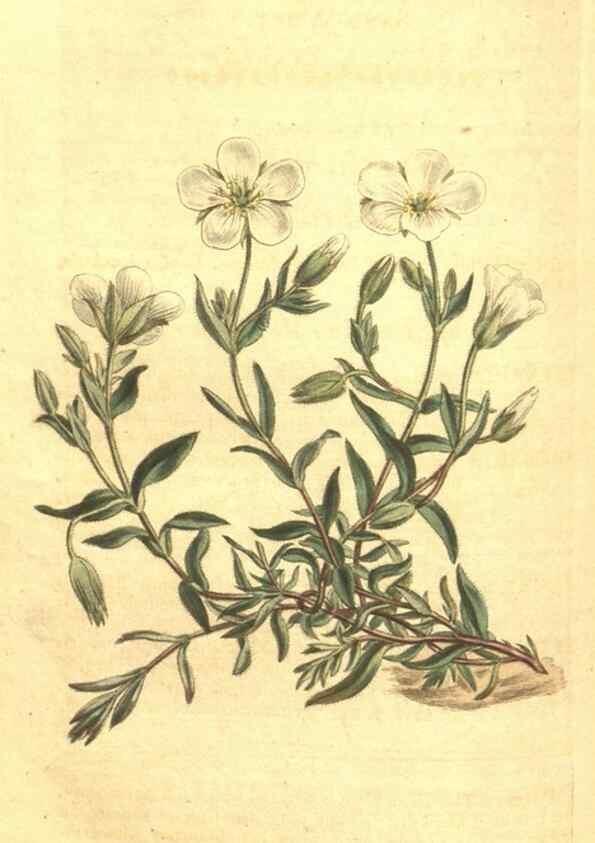 Reproducción/Reproduction 34782938280: Curtis's botanical magazine.. London ; New York [etc.] :Academic Press [etc.]