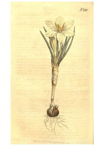 Reproducción/Reproduction 35004505712: Curtis's botanical magazine.. London ; New York [etc.] :Academic Press [etc.]