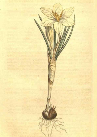 Reproducción/Reproduction 35004505712: Curtis's botanical magazine.. London ; New York [etc.] :Academic Press [etc.]