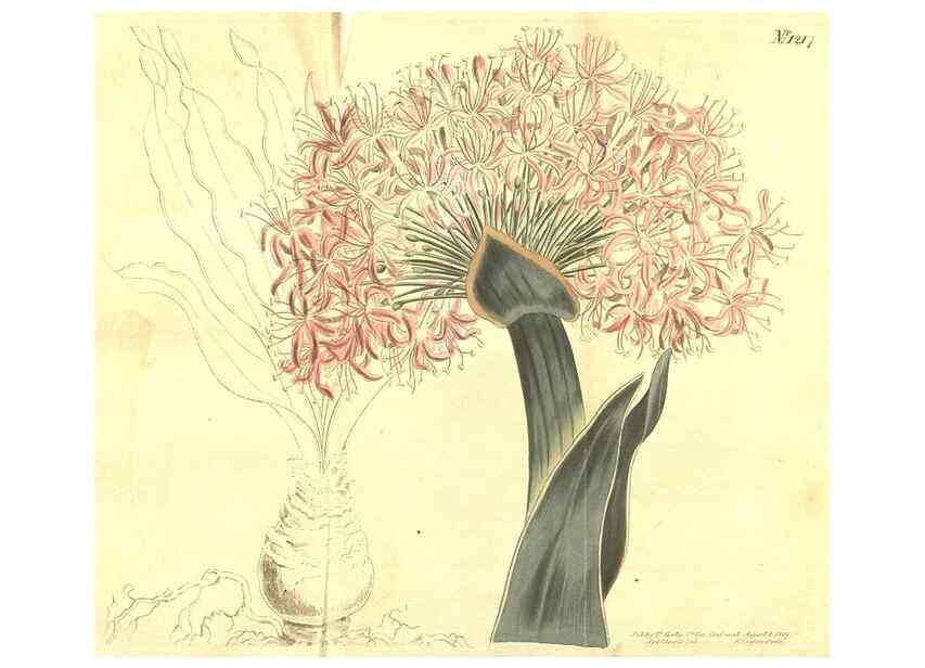 Reproducción/Reproduction 34324678404: Curtis's botanical magazine.. London ; New York [etc.] :Academic Press [etc.]