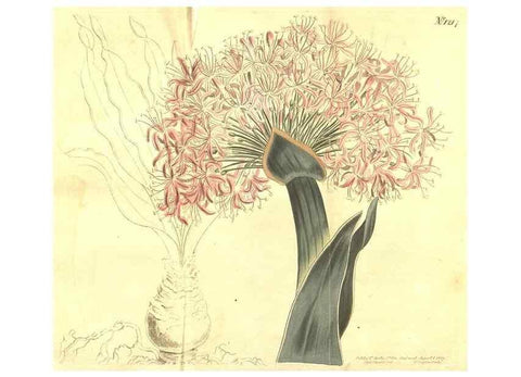 Reproducción/Reproduction 34324678404: Curtis's botanical magazine.. London ; New York [etc.] :Academic Press [etc.]