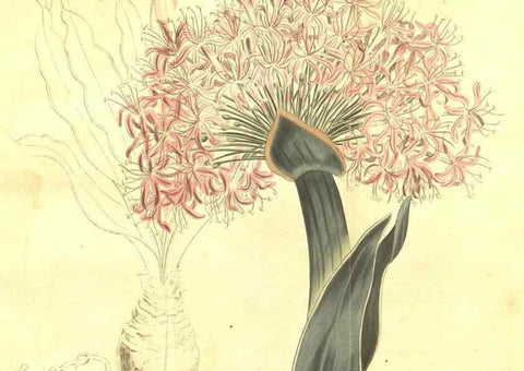 Reproducción/Reproduction 34324678404: Curtis's botanical magazine.. London ; New York [etc.] :Academic Press [etc.]