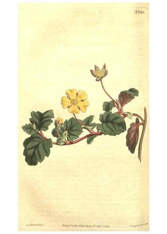 Reproducción/Reproduction 35038932981: Curtis's botanical magazine.. London ; New York [etc.] :Academic Press [etc.]