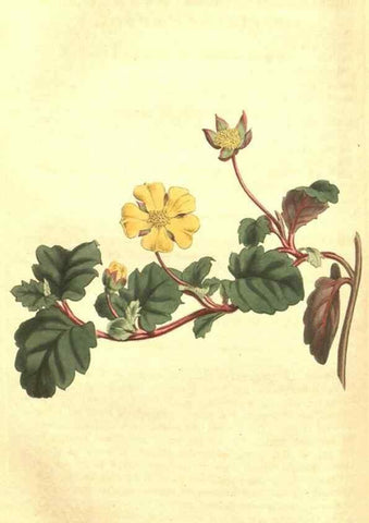 Reproducción/Reproduction 35038932981: Curtis's botanical magazine.. London ; New York [etc.] :Academic Press [etc.]