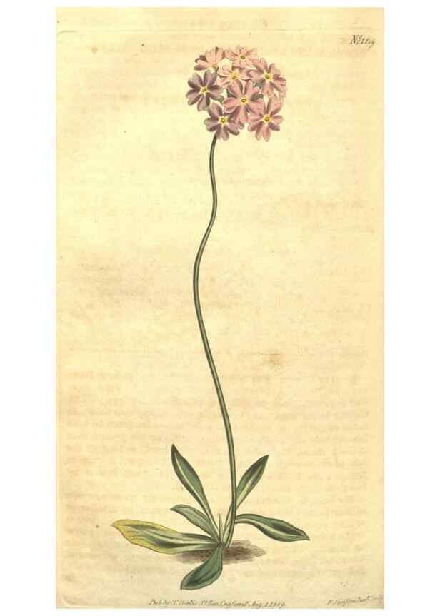 Reproducción/Reproduction 35038935091: Curtis's botanical magazine.. London ; New York [etc.] :Academic Press [etc.]