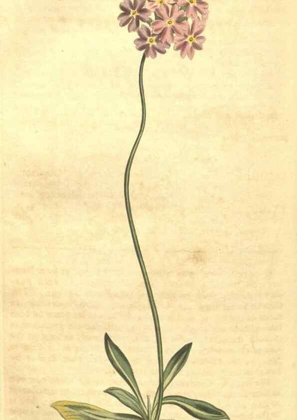 Reproducción/Reproduction 35038935091: Curtis's botanical magazine.. London ; New York [etc.] :Academic Press [etc.]