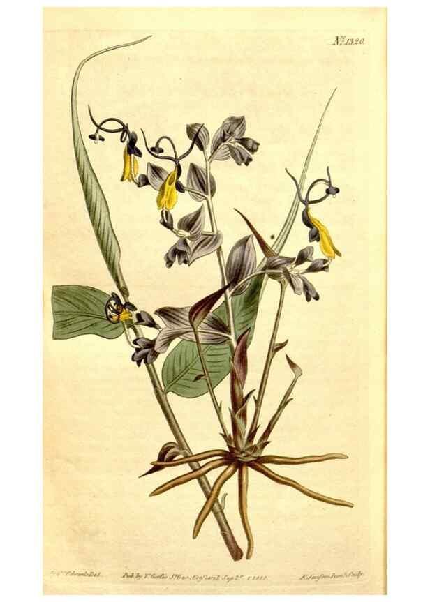 Reproducción/Reproduction 35129983376: Curtis's botanical magazine.. London ; New York [etc.] :Academic Press [etc.]