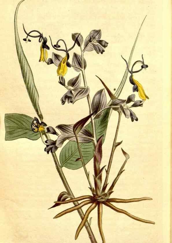 Reproducción/Reproduction 35129983376: Curtis's botanical magazine.. London ; New York [etc.] :Academic Press [etc.]