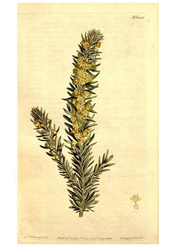 Reproducción/Reproduction 34324986674: Curtis's botanical magazine.. London ; New York [etc.] :Academic Press [etc.]