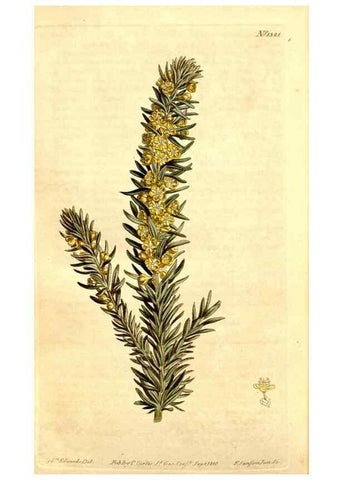 Reproducción/Reproduction 34324986674: Curtis's botanical magazine.. London ; New York [etc.] :Academic Press [etc.]