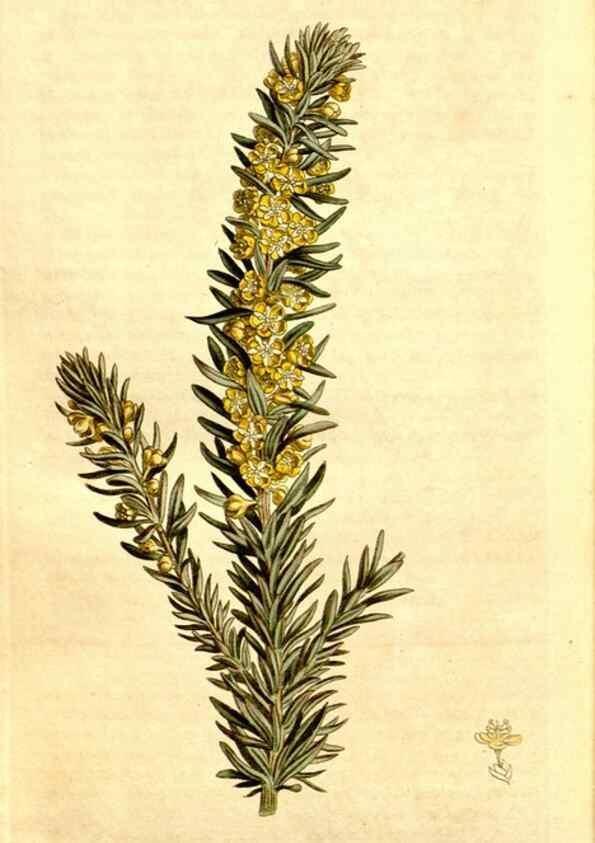 Reproducción/Reproduction 34324986674: Curtis's botanical magazine.. London ; New York [etc.] :Academic Press [etc.]