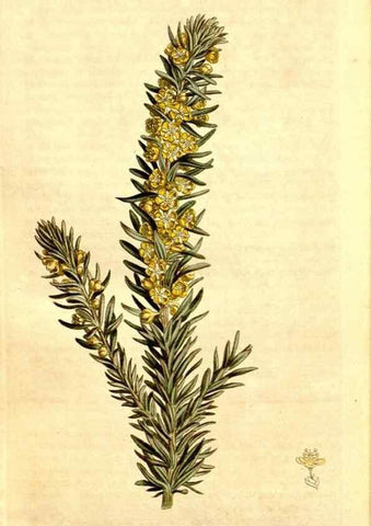 Reproducción/Reproduction 34324986674: Curtis's botanical magazine.. London ; New York [etc.] :Academic Press [etc.]