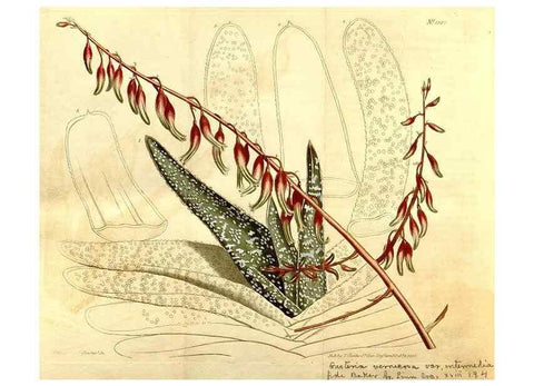 Reproducción/Reproduction 35129986346: Curtis's botanical magazine.. London ; New York [etc.] :Academic Press [etc.]