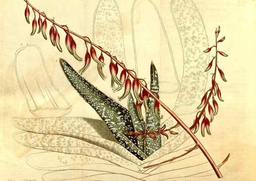 Reproducción/Reproduction 35129986346: Curtis's botanical magazine.. London ; New York [etc.] :Academic Press [etc.]