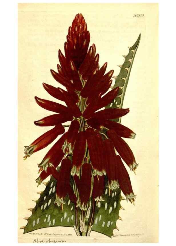 Reproducción/Reproduction 34324991984: Curtis's botanical magazine.. London ; New York [etc.] :Academic Press [etc.]