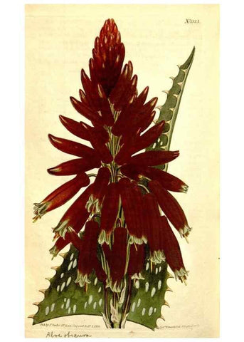 Reproducción/Reproduction 34324991984: Curtis's botanical magazine.. London ; New York [etc.] :Academic Press [etc.]