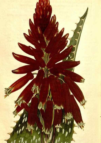 Reproducción/Reproduction 34324991984: Curtis's botanical magazine.. London ; New York [etc.] :Academic Press [etc.]