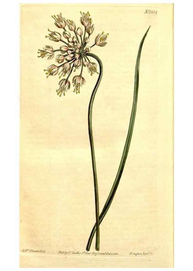 Reproducción/Reproduction 34324995094: Curtis's botanical magazine.. London ; New York [etc.] :Academic Press [etc.]