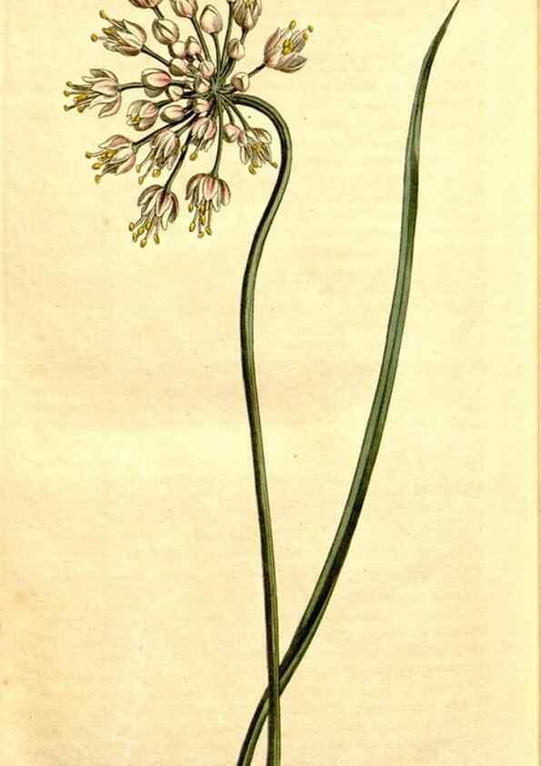 Reproducción/Reproduction 34324995094: Curtis's botanical magazine.. London ; New York [etc.] :Academic Press [etc.]