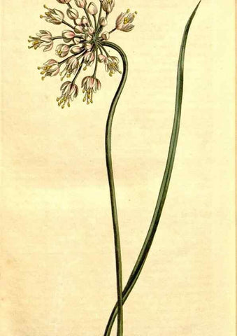 Reproducción/Reproduction 34324995094: Curtis's botanical magazine.. London ; New York [etc.] :Academic Press [etc.]