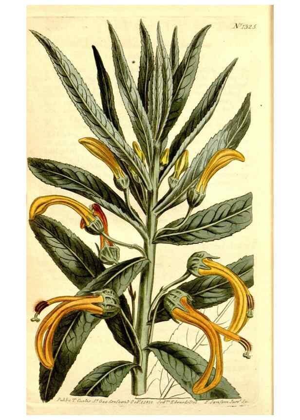 Reproducción/Reproduction 34324997964: Curtis's botanical magazine.. London ; New York [etc.] :Academic Press [etc.]
