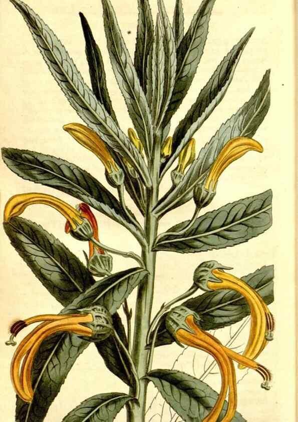 Reproducción/Reproduction 34324997964: Curtis's botanical magazine.. London ; New York [etc.] :Academic Press [etc.]