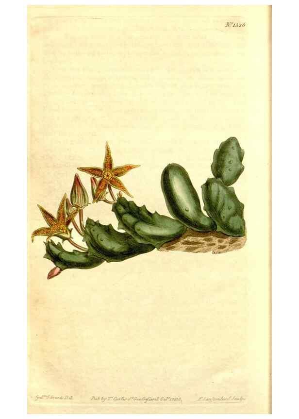 Reproducción/Reproduction 35129993046: Curtis's botanical magazine.. London ; New York [etc.] :Academic Press [etc.]