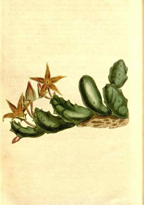 Reproducción/Reproduction 35129993046: Curtis's botanical magazine.. London ; New York [etc.] :Academic Press [etc.]