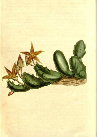 Reproducción/Reproduction 35129993046: Curtis's botanical magazine.. London ; New York [etc.] :Academic Press [etc.]