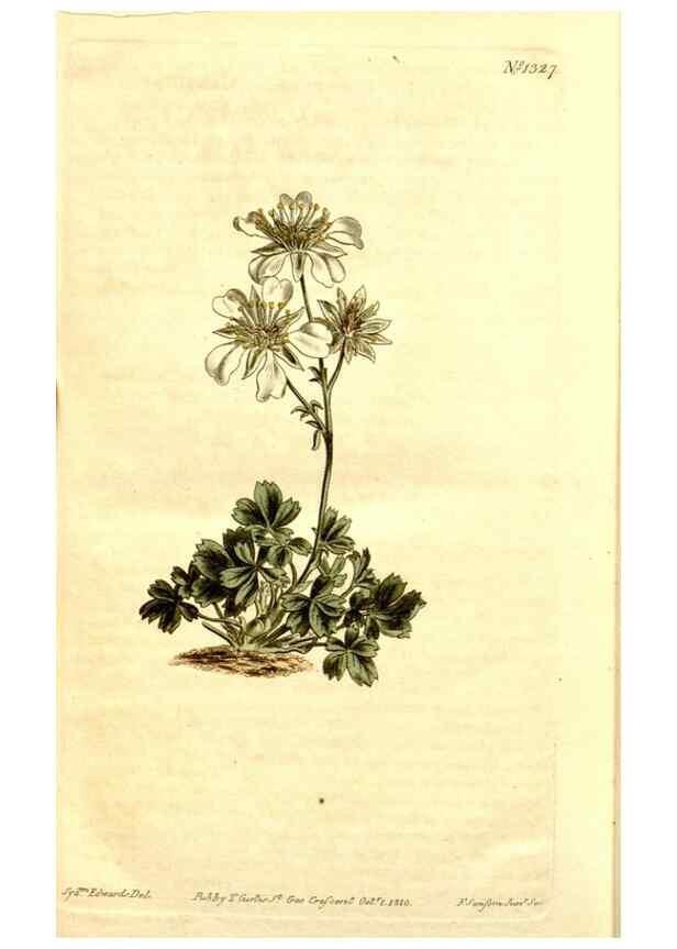 Reproducción/Reproduction 34325003334: Curtis's botanical magazine.. London ; New York [etc.] :Academic Press [etc.]