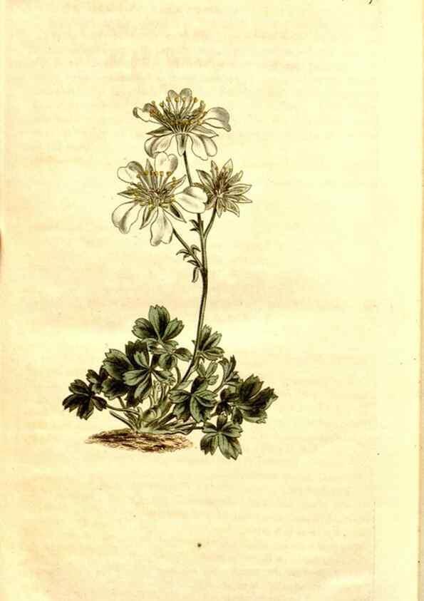 Reproducción/Reproduction 34325003334: Curtis's botanical magazine.. London ; New York [etc.] :Academic Press [etc.]