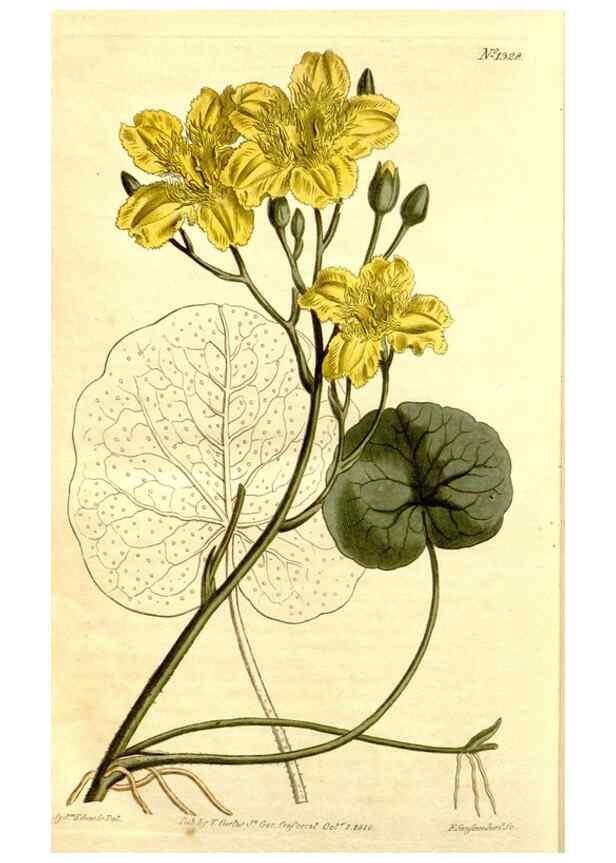 Reproducción/Reproduction 34325005204: Curtis's botanical magazine.. London ; New York [etc.] :Academic Press [etc.]