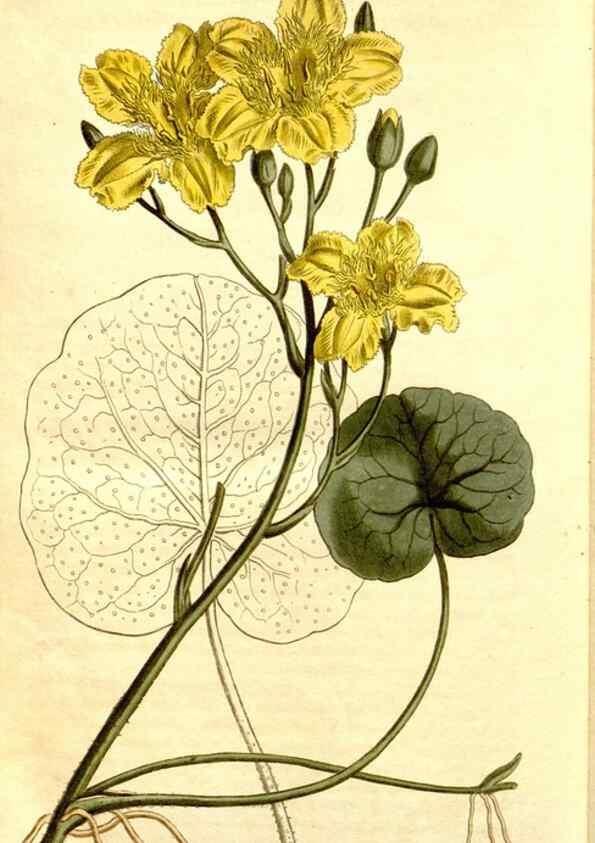 Reproducción/Reproduction 34325005204: Curtis's botanical magazine.. London ; New York [etc.] :Academic Press [etc.]
