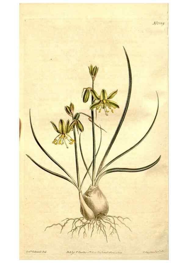 Reproducción/Reproduction 35005113712: Curtis's botanical magazine.. London ; New York [etc.] :Academic Press [etc.]