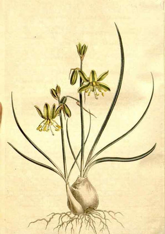 Reproducción/Reproduction 35005113712: Curtis's botanical magazine.. London ; New York [etc.] :Academic Press [etc.]