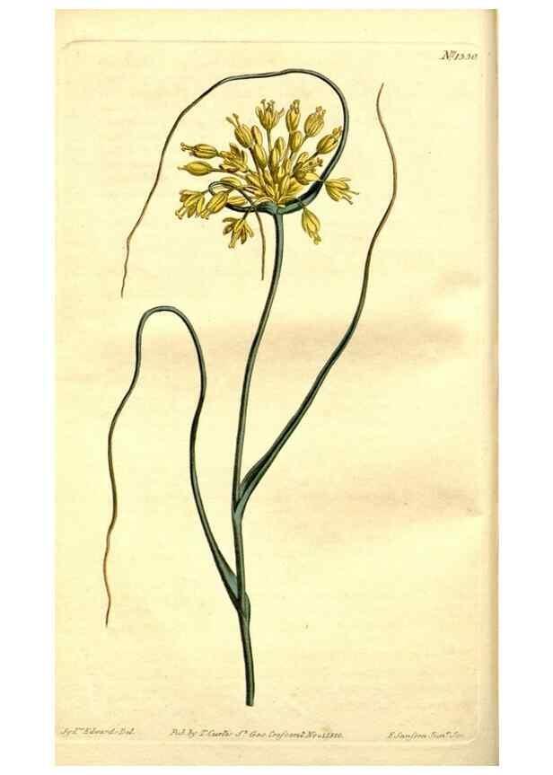 Reproducción/Reproduction 35039266561: Curtis's botanical magazine.. London ; New York [etc.] :Academic Press [etc.]