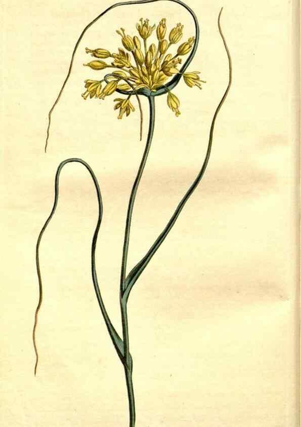 Reproducción/Reproduction 35039266561: Curtis's botanical magazine.. London ; New York [etc.] :Academic Press [etc.]