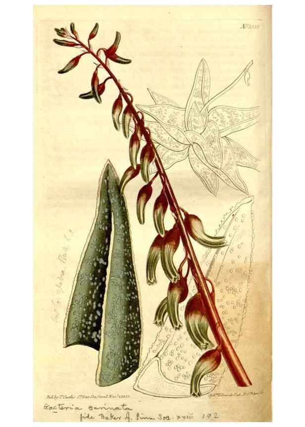Reproducción/Reproduction 35039268511: Curtis's botanical magazine.. London ; New York [etc.] :Academic Press [etc.]