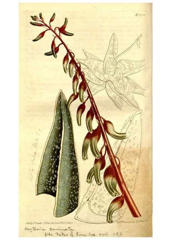 Reproducción/Reproduction 35039268511: Curtis's botanical magazine.. London ; New York [etc.] :Academic Press [etc.]