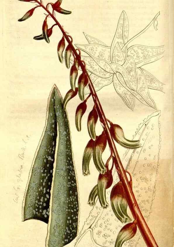 Reproducción/Reproduction 35039268511: Curtis's botanical magazine.. London ; New York [etc.] :Academic Press [etc.]
