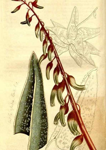 Reproducción/Reproduction 35039268511: Curtis's botanical magazine.. London ; New York [etc.] :Academic Press [etc.]