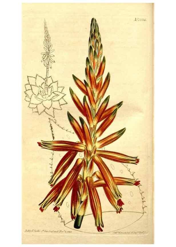 Reproducción/Reproduction 35039270481: Curtis's botanical magazine.. London ; New York [etc.] :Academic Press [etc.]