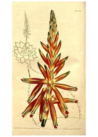 Reproducción/Reproduction 35039270481: Curtis's botanical magazine.. London ; New York [etc.] :Academic Press [etc.]