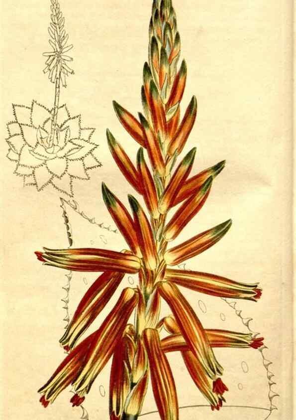 Reproducción/Reproduction 35039270481: Curtis's botanical magazine.. London ; New York [etc.] :Academic Press [etc.]
