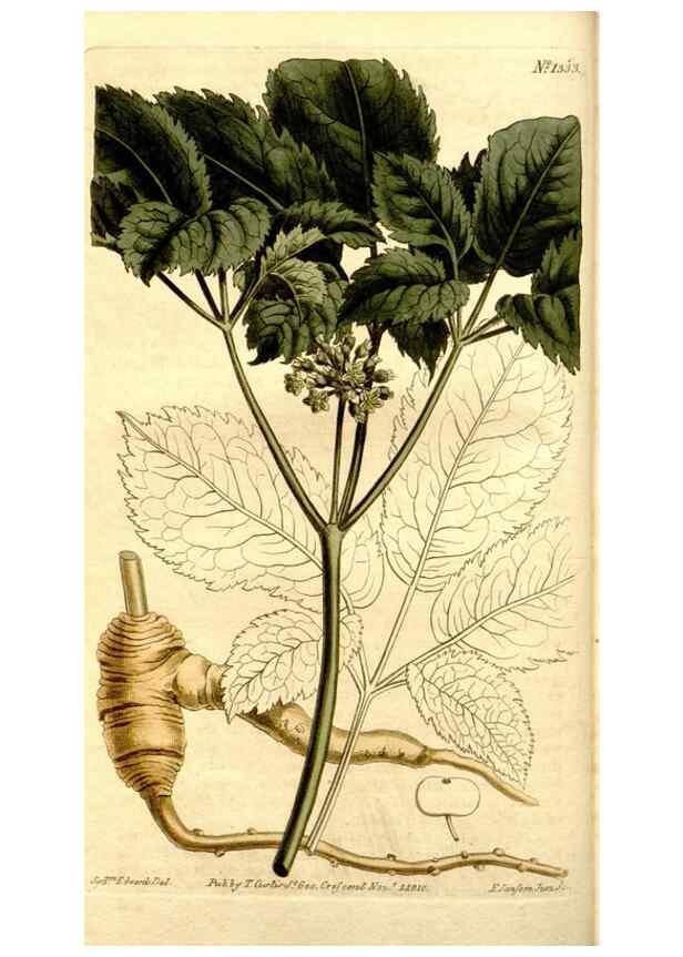 Reproducción/Reproduction 35039272081: Curtis's botanical magazine.. London ; New York [etc.] :Academic Press [etc.]