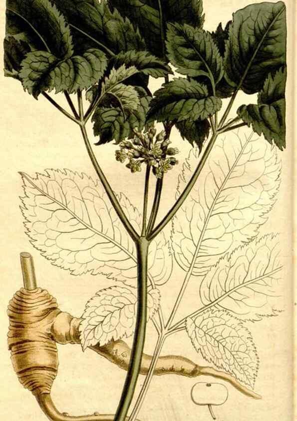 Reproducción/Reproduction 35039272081: Curtis's botanical magazine.. London ; New York [etc.] :Academic Press [etc.]